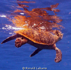 This is a Hawksbill turtle on the reef in West Bay, Roata... by Ronald Labarre 